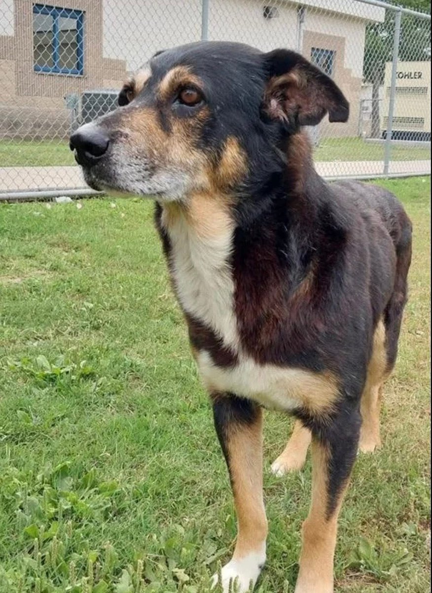 LisaBrabson's tweet photo. TOBIAS #A387294 8yo
U will never find a sweeter boy than TOBIAS!
Darling boy is RUNNING OUT OF TIME ⏲️ 
So easy going,well mannered,loves attention, he is such a GLORIOUS boy!
Plz HURRY ⌛️ to #CorpusChristiACS &amp; #ADOPT this darling for $25
PLZ #PLEDGE4RESCUE,no amount too small https://t.co/QxRlbGxd4b