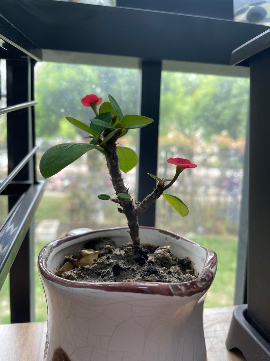 RodgerCovamgzh's tweet photo. Pro tip for your leafy friends: Water when the top 1-2 inches of soil feel dry, not on a strict schedule! Small moves keep them happy and thriving ， https://t.co/JydNyH4j0z