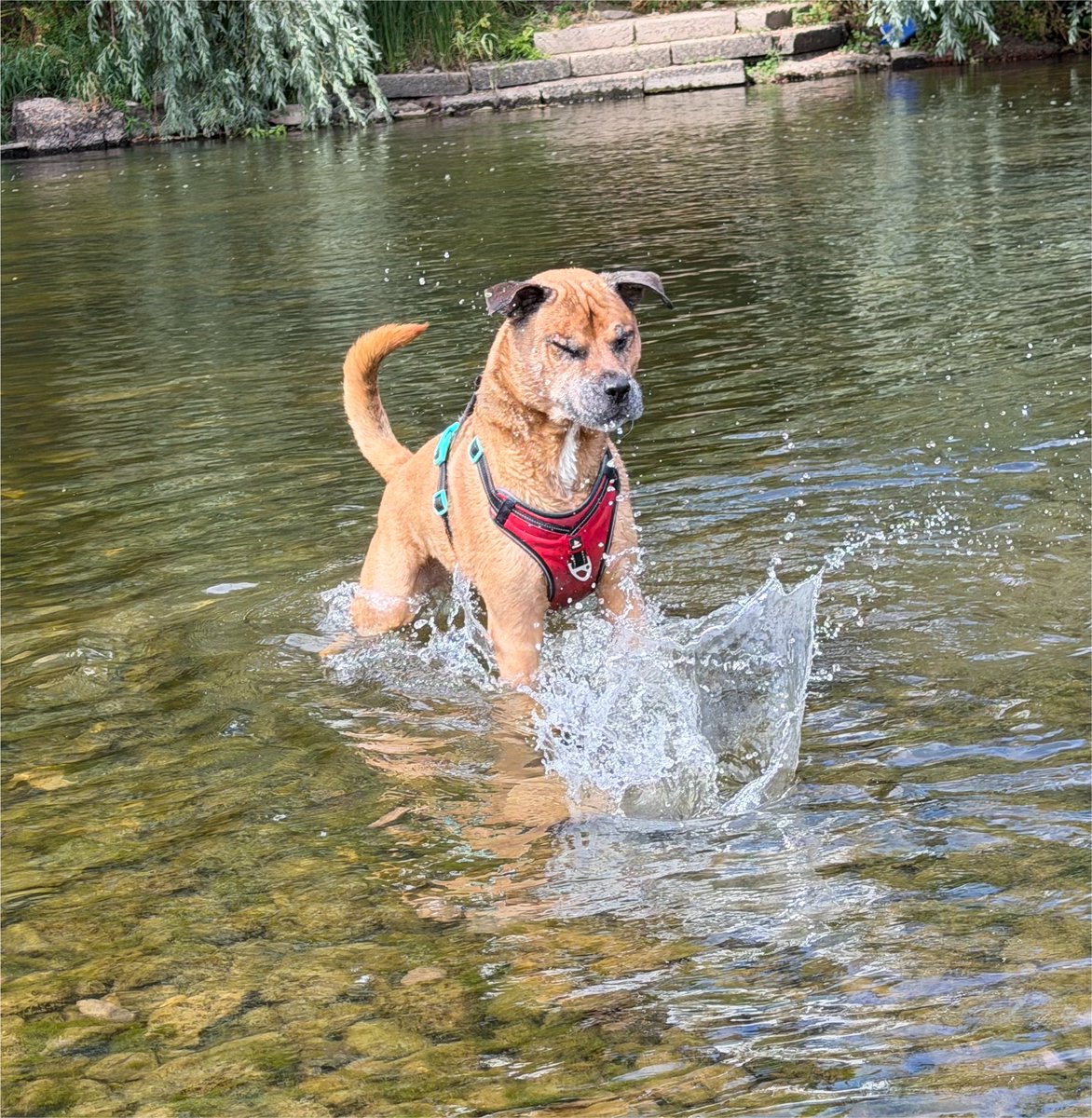 Caddicarus's tweet photo. Happy 11th birthday to this absolute mongrel

He had a splash in the river as a treat and he STILL doesn’t understand what splashes are and tries to eat them https://t.co/zIQZkhQZW2