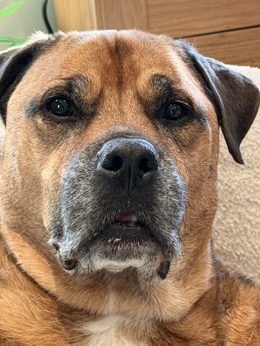 Caddicarus's tweet photo. Happy 11th birthday to this absolute mongrel

He had a splash in the river as a treat and he STILL doesn’t understand what splashes are and tries to eat them https://t.co/zIQZkhQZW2