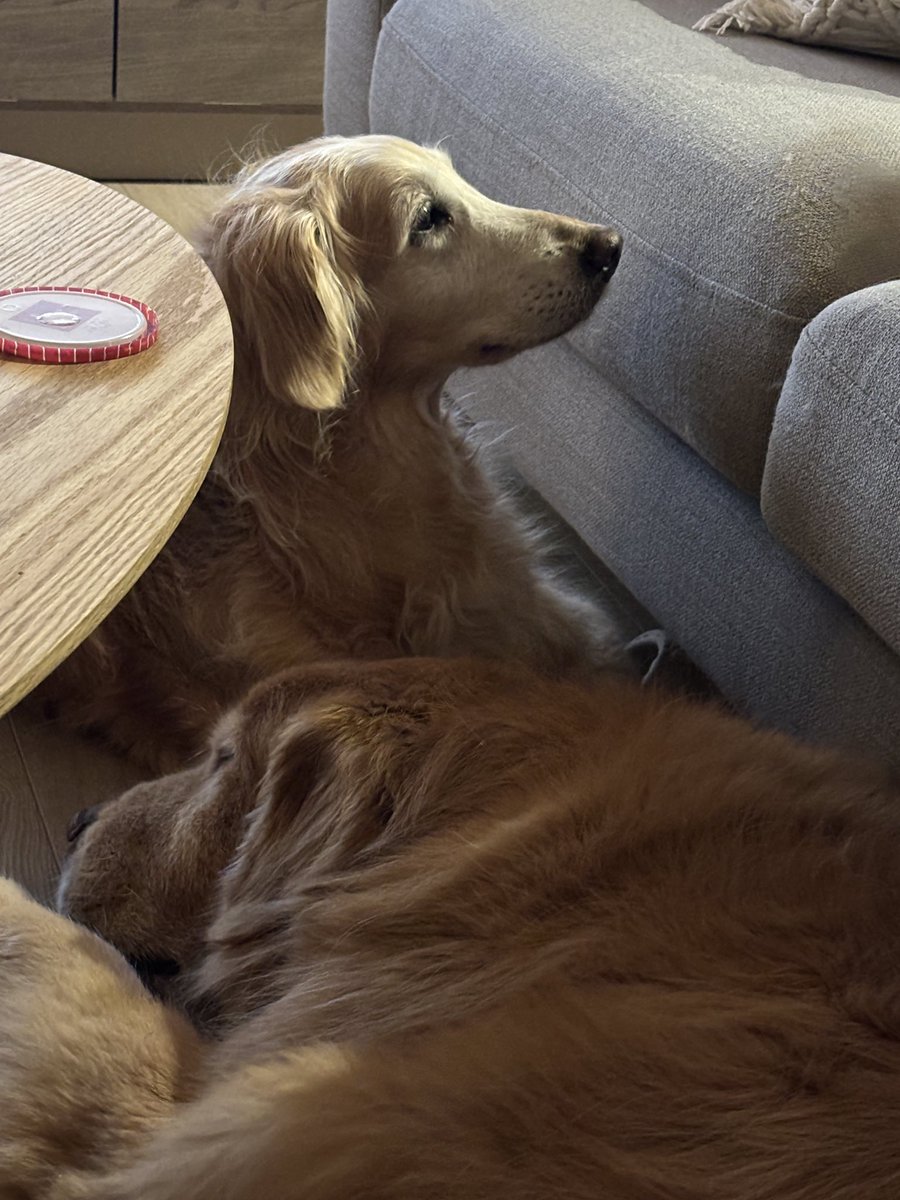 t_s819's tweet photo. アイス食べてる妻を凝視🐶 https://t.co/PuWG8wFqhk