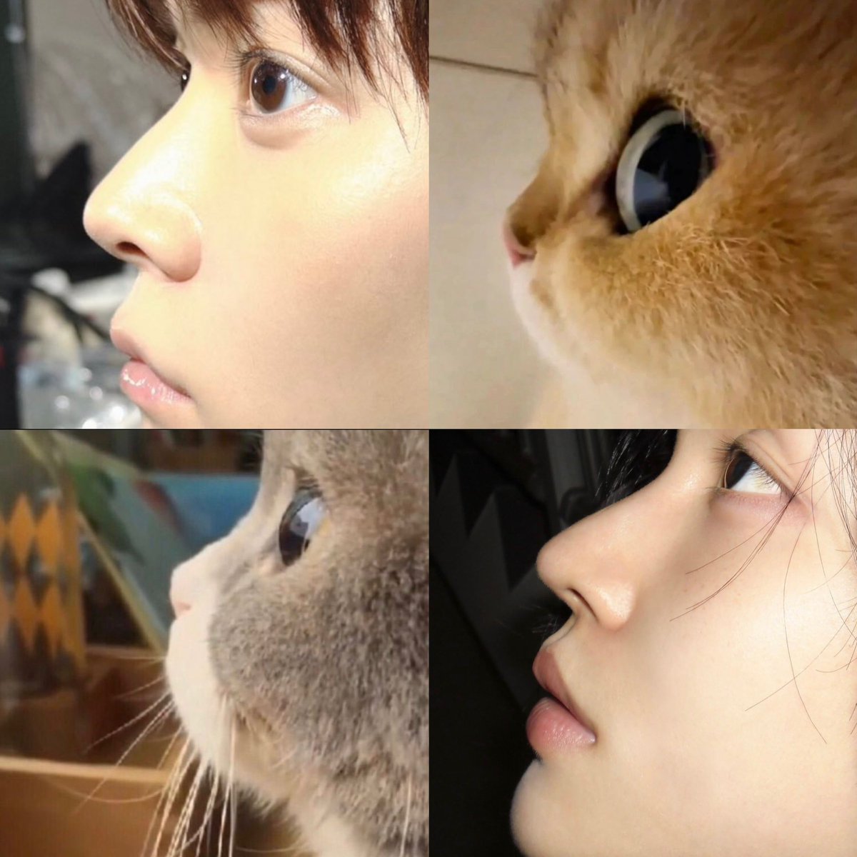 amntonni's tweet photo. แมววงข้าวไม่มีหนวดสักกะนิด หน้าใสกริ๊ง ขนตาก็งอน น่าลั่กกกมากมาย meow meows https://t.co/LCm69gIszB