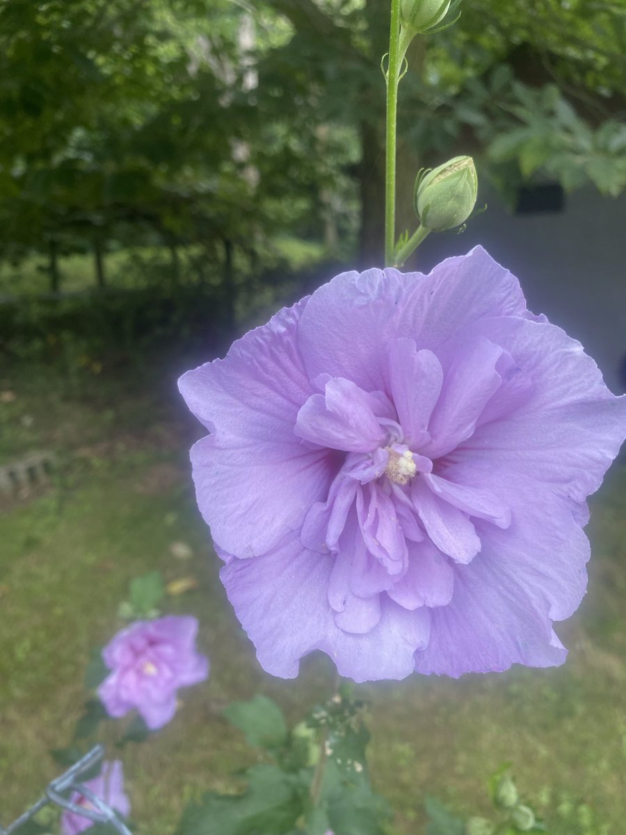 DyerRobyn72553's tweet photo. Beautiful flowers to seal your day in happiness!
#flowers #naturesart https://t.co/uYqhsH1cxk