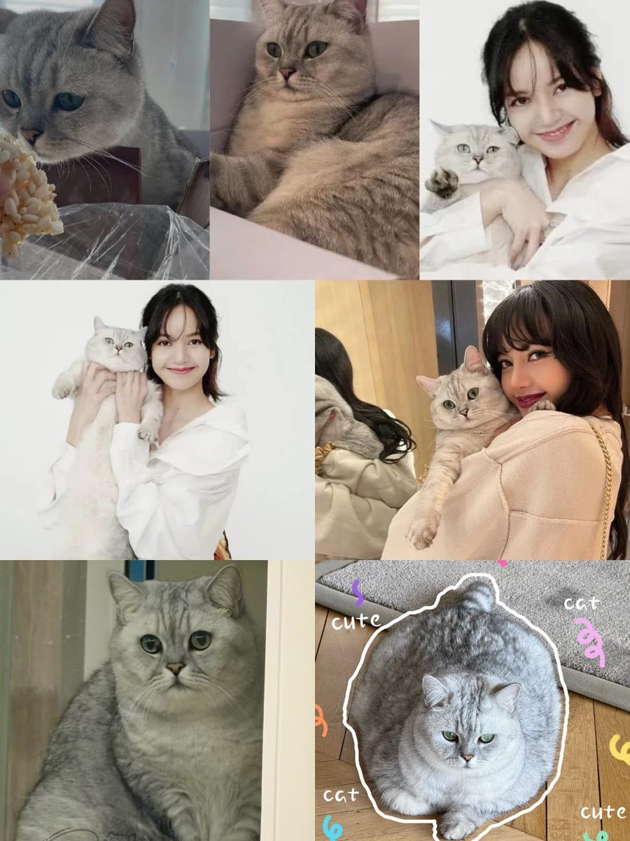 the_lisapopbase's tweet photo. Happy Birthday, Louis! 🐱🎂 Wishing you a life full of love, treats 🦭🐱(in moderation 😆), and good health. Hope you get a little slimmer while staying happy and adorable! 💛 https://t.co/BTKAjxfR16