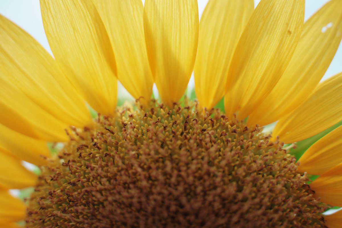 akira_meister's tweet photo. 【TAMRON 25-200mm F2.8-5.6 G2】
購入して、アップデート前と後でどれだけ違うのか確認してみたけど、エグ過ぎて笑える🤣
焦点距離50mmでの比較で
・アップデート前がレンズの先端から9.3cm
・アップデート（Ver. 3）後は、なんと！2.7cmまで寄れました✨完全に別のレンズに生まれ変わった感💡 https://t.co/rdUBPxwccy
