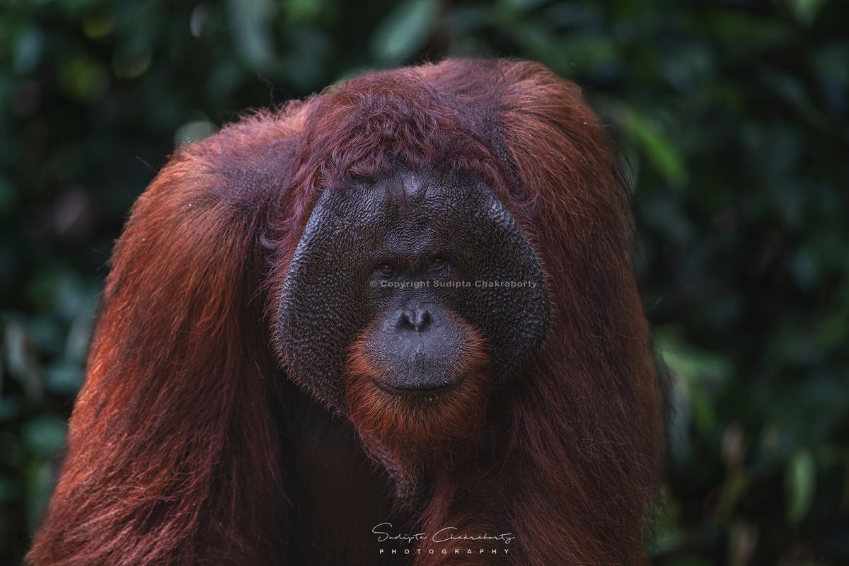 sudiptaimages's tweet photo. 🦧 King of Borneo | The Orangutan
#Orangutan #Borneo #KingOfBorneo #Rainforest #WildlifePhotography #GreatApes #Primate #NaturePhotography #BorneoWildlife #Conservation #SaveTheRainforest #Wildlife #Indonesia #NatureLovers https://t.co/i5xrlNTJ3Y