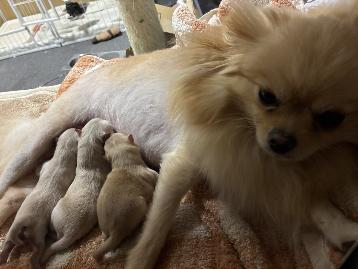 laslyn's tweet photo. ポメラニアンの仔犬無事産まれました。 https://t.co/xkwqSOmm2u