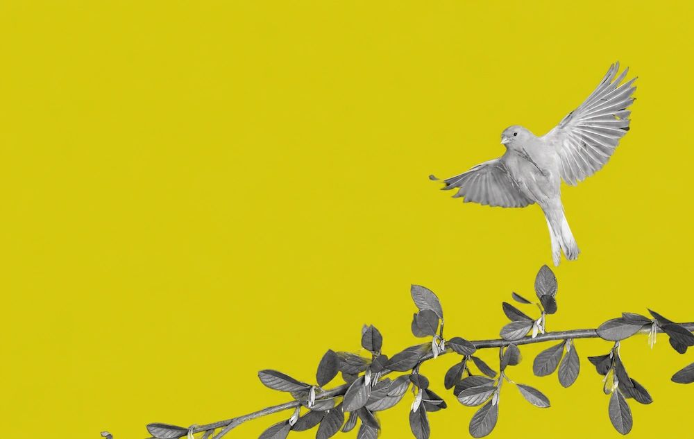 StartMidwest's tweet photo. Indiana’s Canary in the Coal Mine Moment - 
Indiana startups raised just $33.1 million in Q2 2026, the lowest quarter since 2018. Drew Beechler of Alloy Partners asks if the state is being left behind. https://t.co/AOAb2qbM6p https://t.co/YS3ED808p4