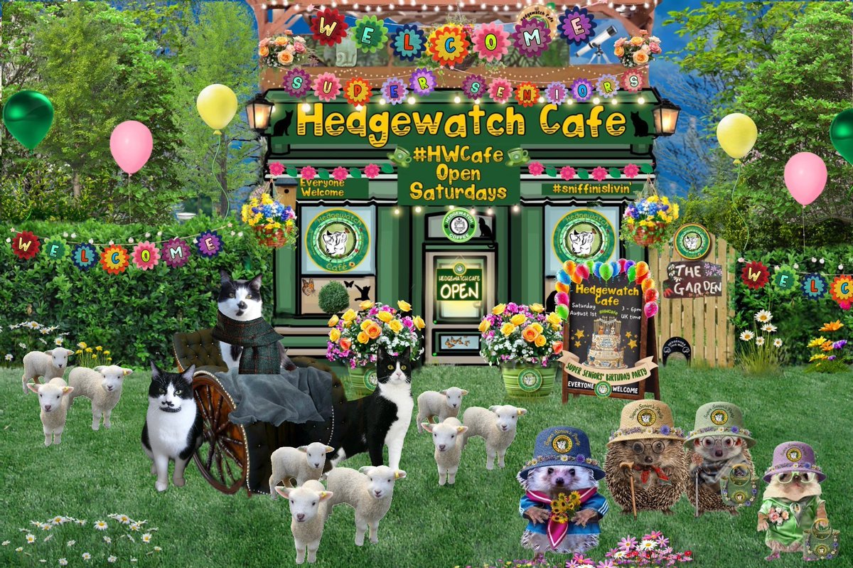 BungandZip's tweet photo. Well we had to drag Super Senior pawrista and sheep herder Zippy out of bed but here he is folks  #hwcafe https://t.co/4zlAbN7FCY