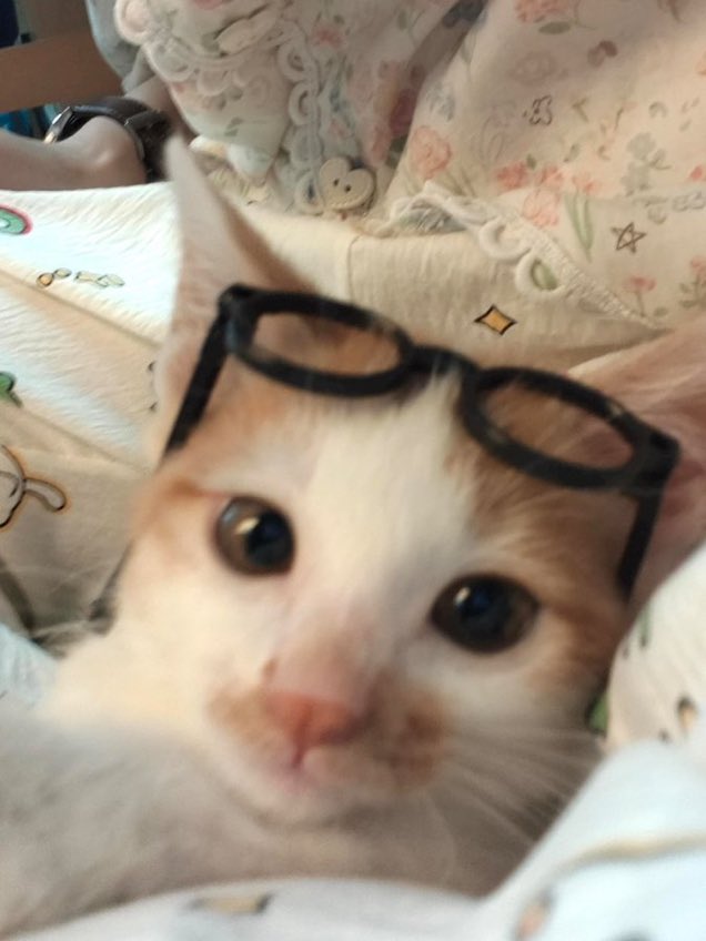 FurBabyVibes's tweet photo. https://t.co/hEniWbj1hI