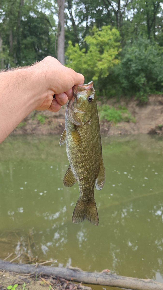 YTMadMatt's tweet photo. A couple little smallies before the rain moved in 🎣
#smallie #smallmouth #smallmouthbass https://t.co/U1wASld3tL