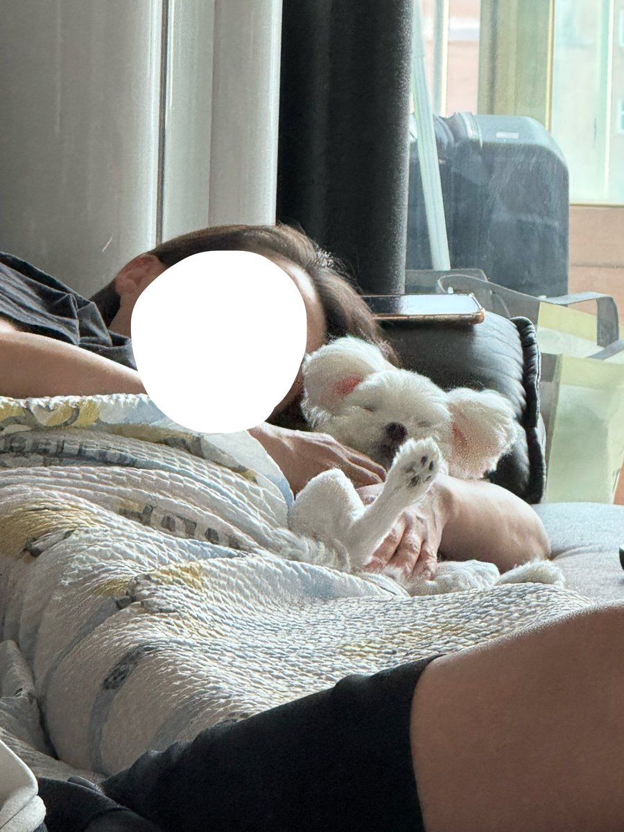 baekcando_'s tweet photo. 저러고 엄마랑 놀다가 내가 부르면  고개만들어서나를봄  우리 강아지 코어 힘에 진짜 개조은듯… https://t.co/5xG2REwCVQ