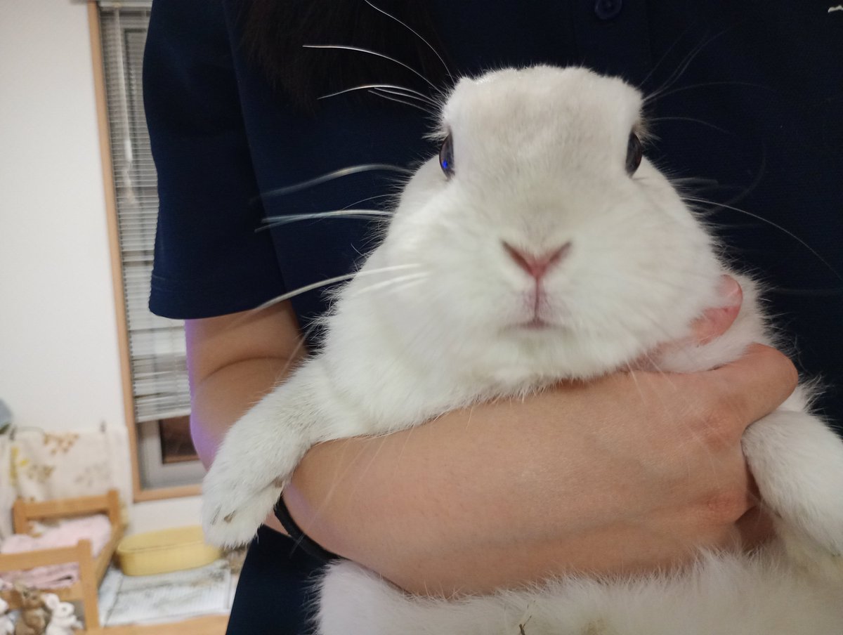 paeonialacti1's tweet photo. 抱っこされてるよ

#うさぎ
#うさぎ大好き
#うさぎのいる生活
#うさぎのいる暮らし
#パールたんとシトリンとオレオ https://t.co/ZdES005KkN