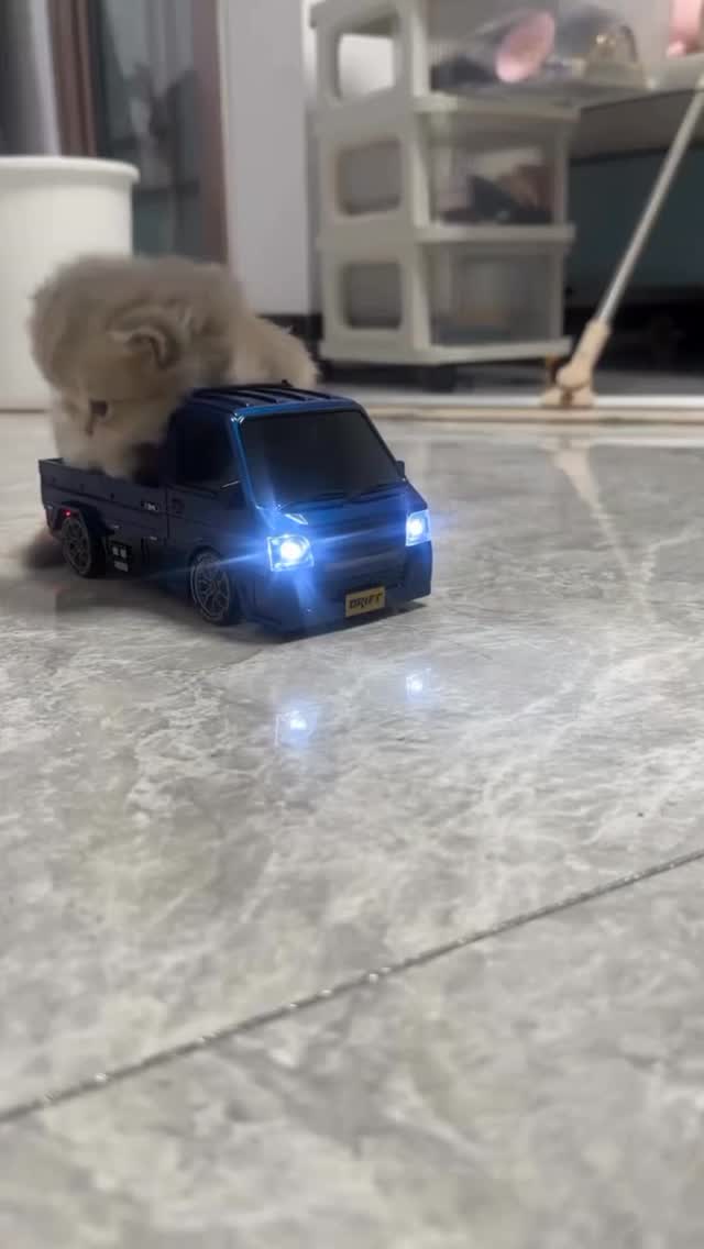 catsloversfeed_'s tweet photo. https://t.co/M37u5YN4Mo