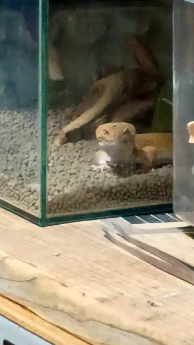 uotami0908's tweet photo. ギターの練習していたら飼ってるレオパっていうヤモリが覗いてた
僕が見てるのに気づいて「覗いてませんよ」感出してくるのやめて笑笑笑 https://t.co/o70l7NX3hF