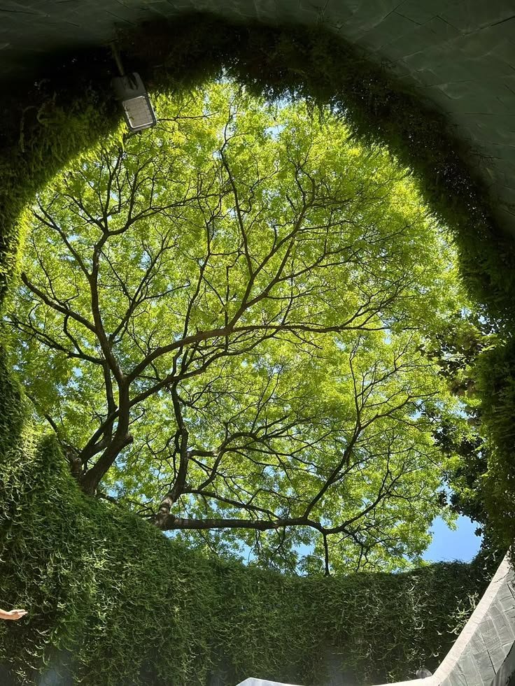 silenttearthh's tweet photo. A Green Window to the Sky https://t.co/KZ3z4M3GUq