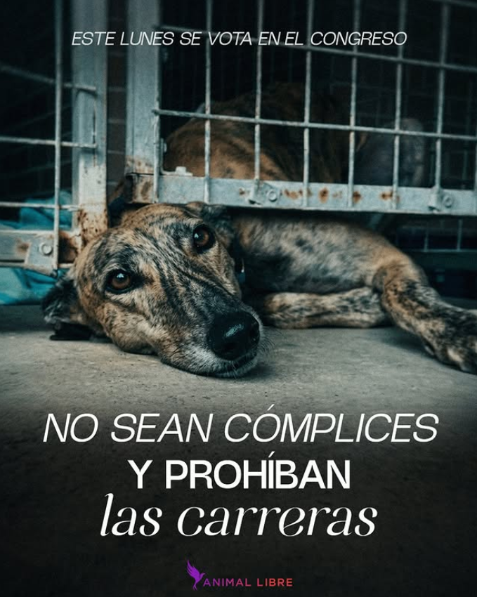 tioperro9's tweet photo. #NoMas #NoMasMaltratoAnimalNo le den ESPACIO ALGUNO a los abusadores, a los maltratadores. No dejen que los malos ganen otra vez. #NoMasCarrerasdeGalgos #GalgoLibre #Boric #kast #Vozinha https://t.co/c6QscB5bsQ