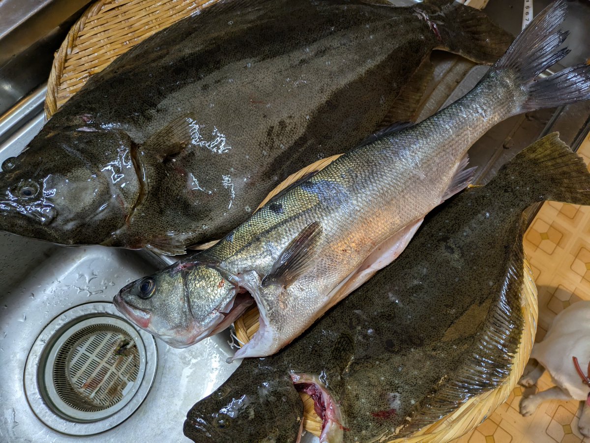 hottowan's tweet photo. 今夜も仲間が #鹿島灘 で釣れた魚を届けてくれました。
平目の大きい方は69センチ、スズキは60センチ程、
２時間ほどかけて捌き、下処理を終えました。
何時もありがとう。
#鹿島港美化運動仲間
#平目
#スズキ
#香取市栗源区
#お刺身
#暮らしやすい街旭市
#移住大歓迎だよ https://t.co/ooMYXojdAO