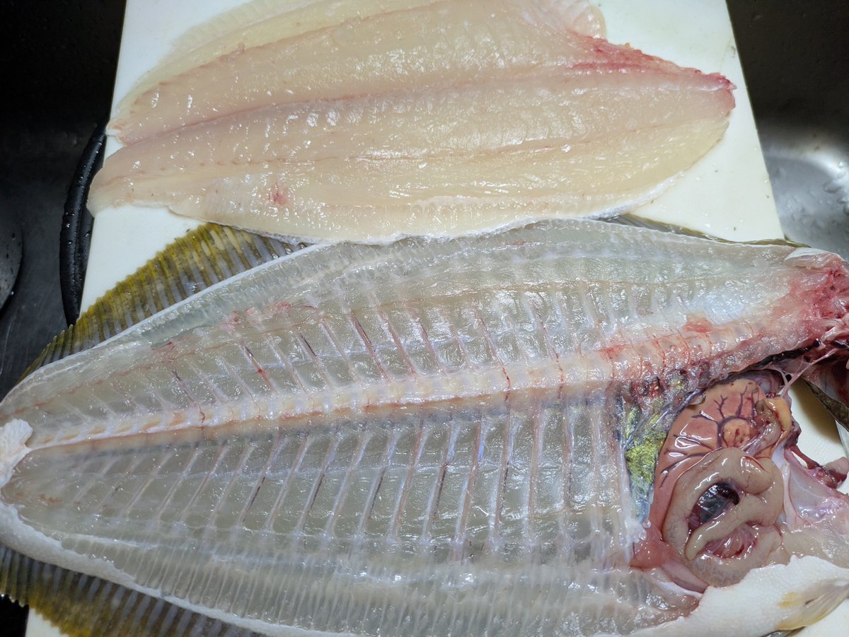 hottowan's tweet photo. 今夜も仲間が #鹿島灘 で釣れた魚を届けてくれました。
平目の大きい方は69センチ、スズキは60センチ程、
２時間ほどかけて捌き、下処理を終えました。
何時もありがとう。
#鹿島港美化運動仲間
#平目
#スズキ
#香取市栗源区
#お刺身
#暮らしやすい街旭市
#移住大歓迎だよ https://t.co/ooMYXojdAO