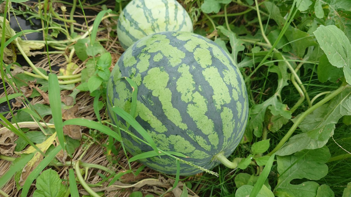 EBIBI2's tweet photo. 途中経過です🍉
高級こだまスイカを育ててたつもりが、混ざってしまってた大玉が育ちましたとさ。
ちなみに、全て自家消費するので、種苗法的に問題無し。 https://t.co/qmh8GBwtlU