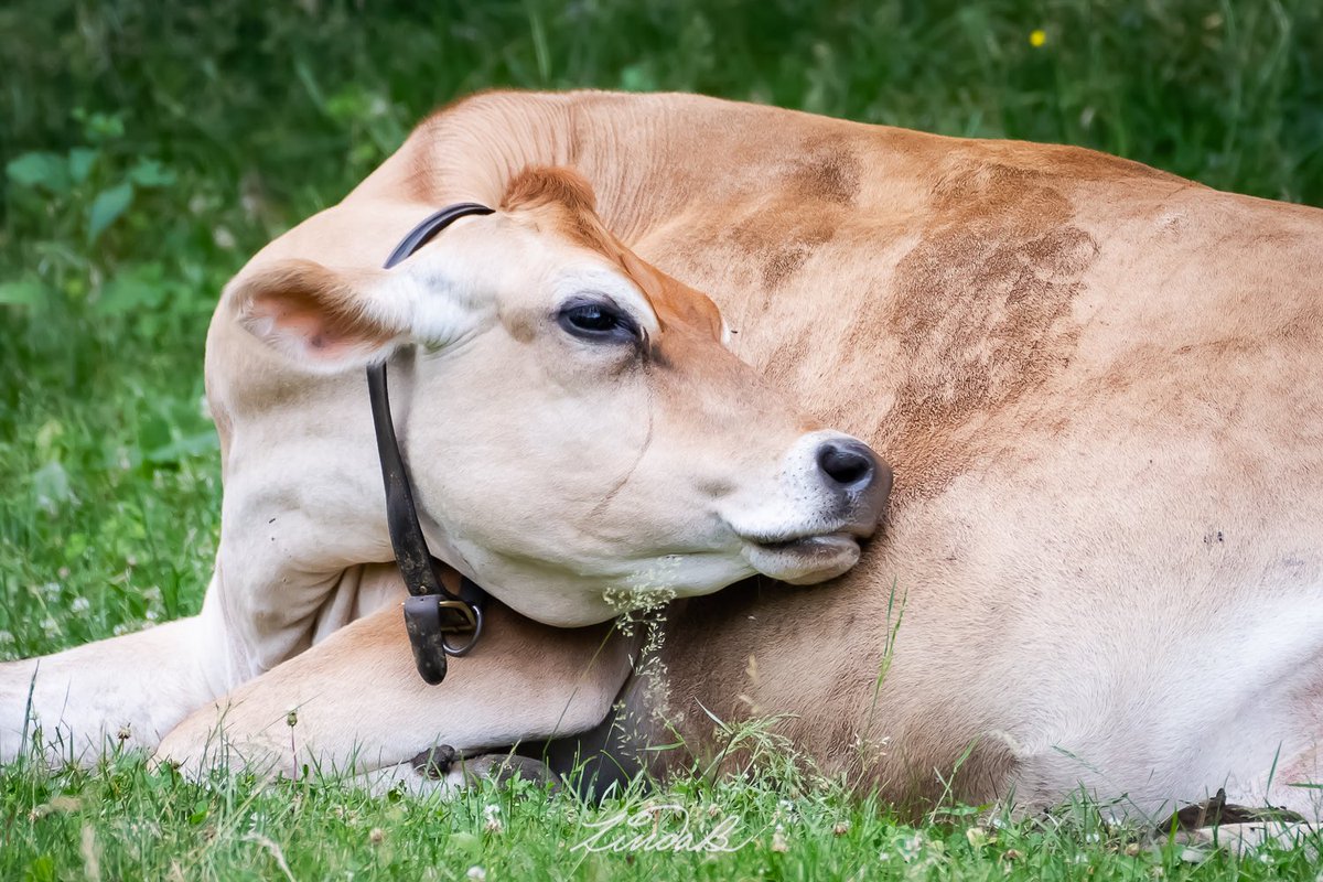 LSBofEBB's tweet photo. #StressFreeSaturday
What Would a Day on the Farm Be without cows? This one has a lovely face. I suppose if you have farm animals to care for this won't seem stress free but for me, a day with open space &amp; farm animals is. 
#godsreatures #cow #thatface #farmlife  #massachusetts https://t.co/YA6dLyCorf