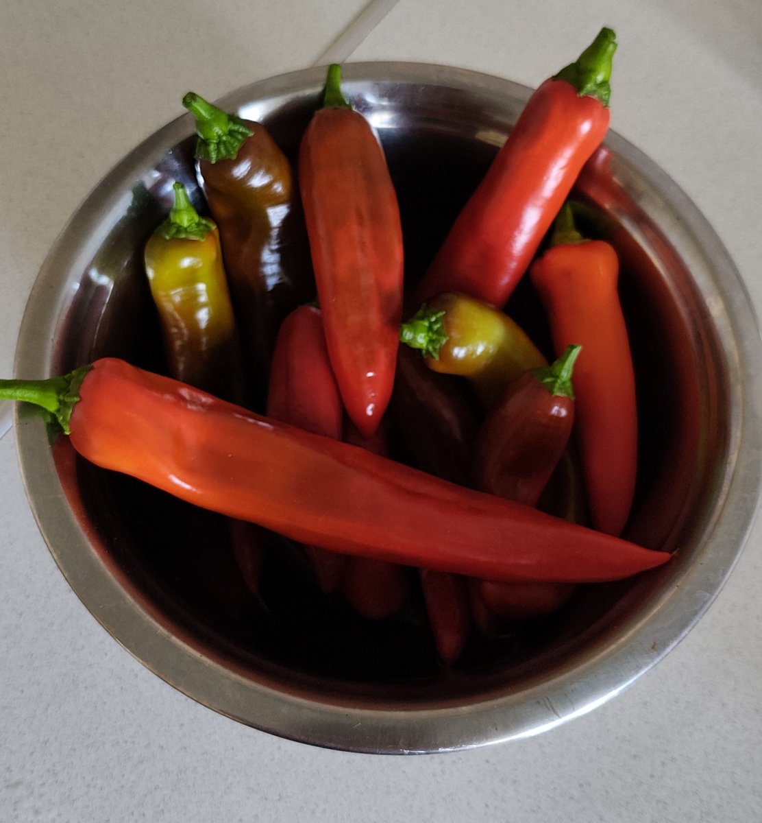 persik_style's tweet photo. Собрал урожай перцев с балкона 
Планирую замариновать 🌶️ https://t.co/zngrsWTE80