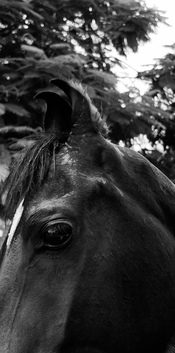 Deenatwt's tweet photo. Poop horse locks in https://t.co/MinmMdGPDG