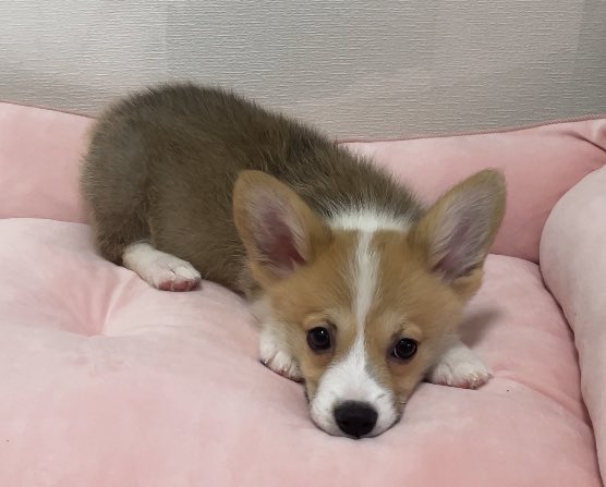 mooom_in's tweet photo. ぬいぐるみの時期、ありました

#コーギー
#コーギーのいる暮らし https://t.co/9nb7HsrJI6