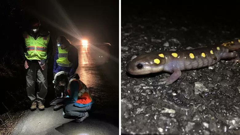 giveashitnature's tweet photo. On the first warm, rainy nights of spring, people in New York's Hudson Valley stand beside roads carrying salamanders across one at a time.

The animals are trying to reach the same breeding pools their ancestors used before the roads existed.

Spotted salamanders, wood frogs, and other forest amphibians spend most of the year hidden beneath leaves, logs, and soil.

Then conditions line up. The ground thaws. Night temperatures rise. Rain begins.

Thousands may leave the forest and move toward temporary woodland pools where they breed. A road crossing the route turns that ancient migration into a few minutes of extraordinary danger.

Since 2009, volunteers with New York's Amphibian Migrations and Road Crossings Project have documented crossings, counted animals, helped them move safely when conditions allow, and recorded where roads are cutting through important habitat.

They also create the data communities need to identify important crossing sites and plan culverts, road closures, or other lasting solutions.