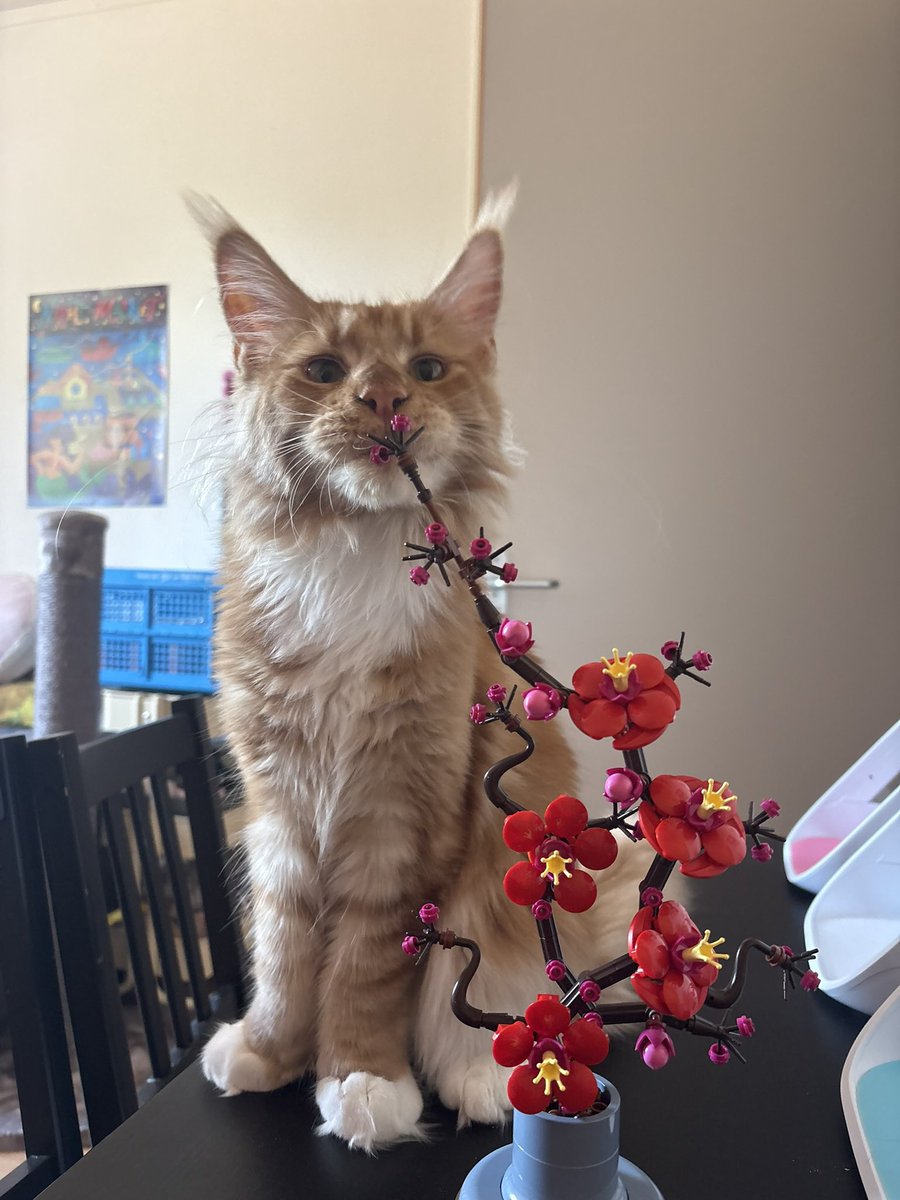 romeowth_'s tweet photo. crafted a cute lego plum blossom which of course promptly had to be inspected https://t.co/0iqeVBdExG