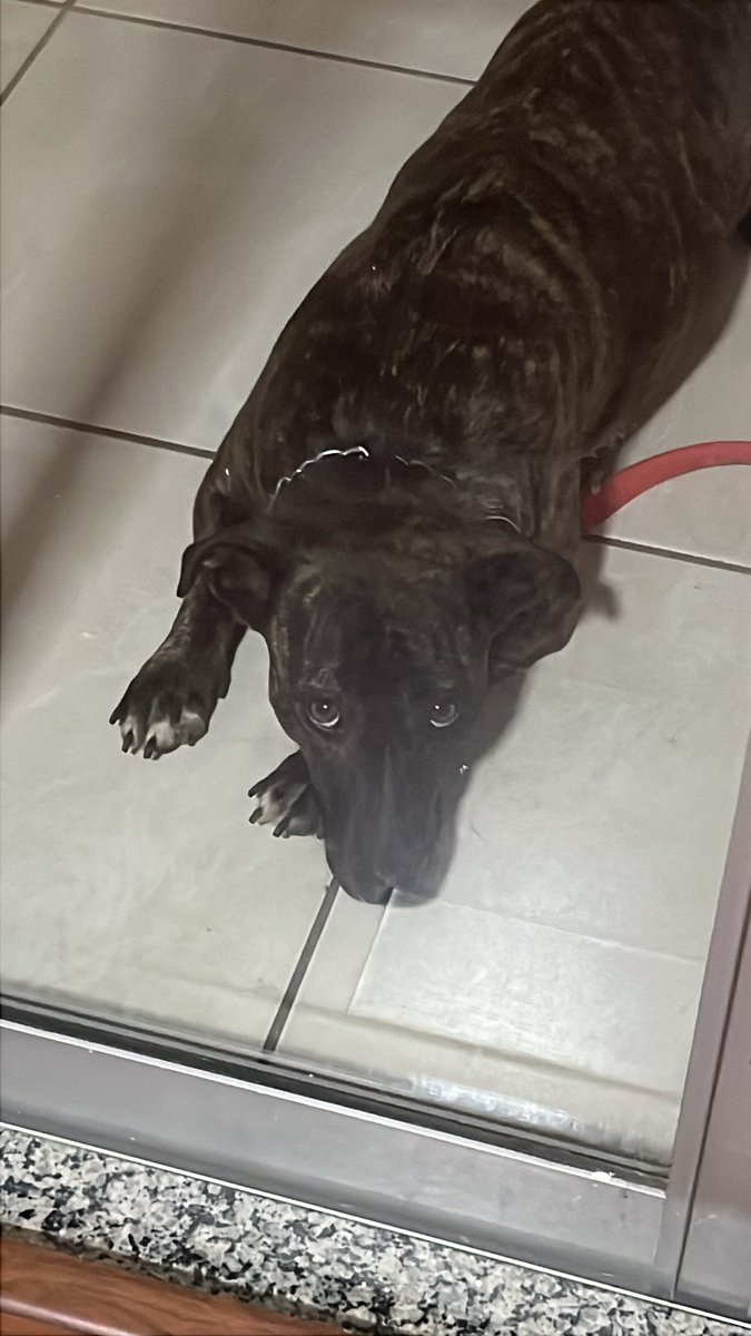 lanwmari_'s tweet photo. Minha cachorrinha roeu a tomada hoje e tomou choque. A cara da meliante: https://t.co/edE3MMBUhR