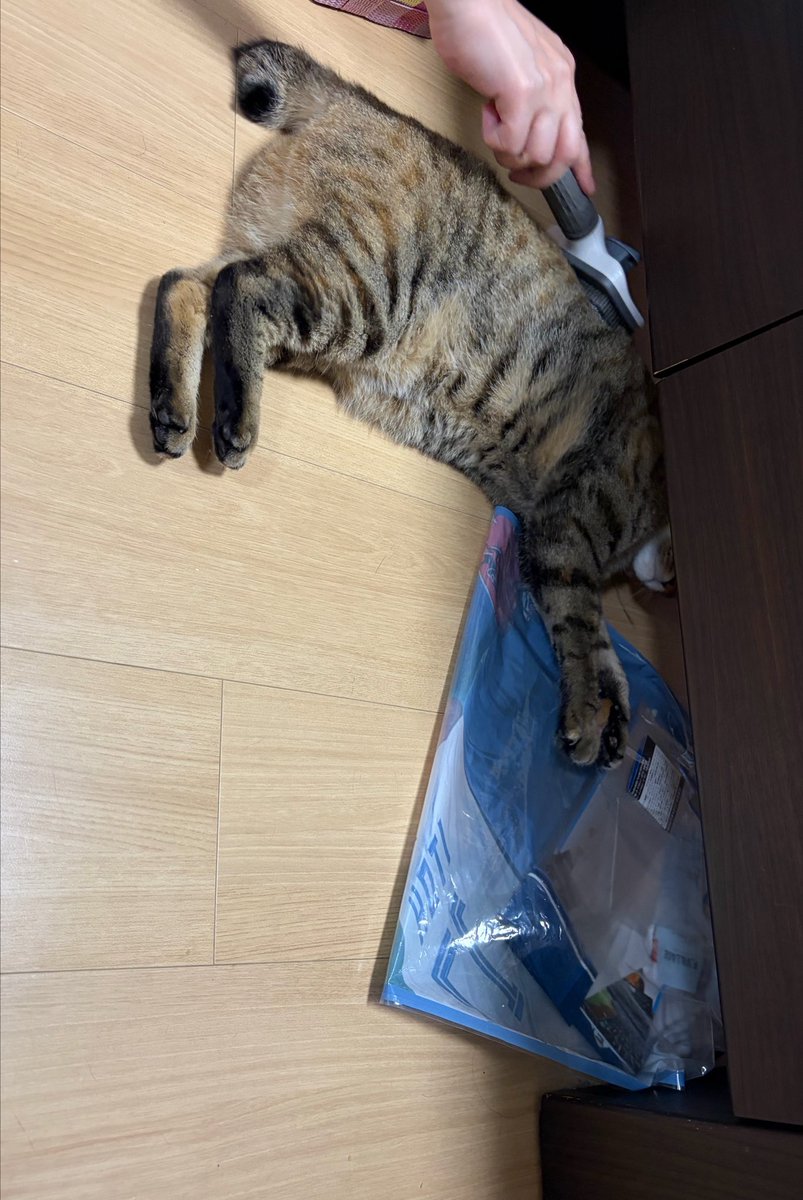 98_27__'s tweet photo. ブラッシングキャンセル界隈の
マヌケな隠れ方🐱 https://t.co/g8qViSd8F2