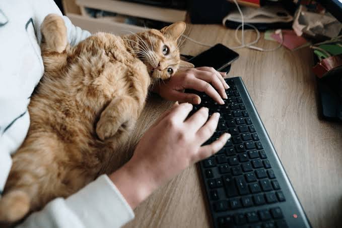 Tiofelino's tweet photo. Si en tu trabajo hubiera gatitos ¿El ambiente sería mejor o peor? 🐱🐾 https://t.co/fZNjQLwuXa