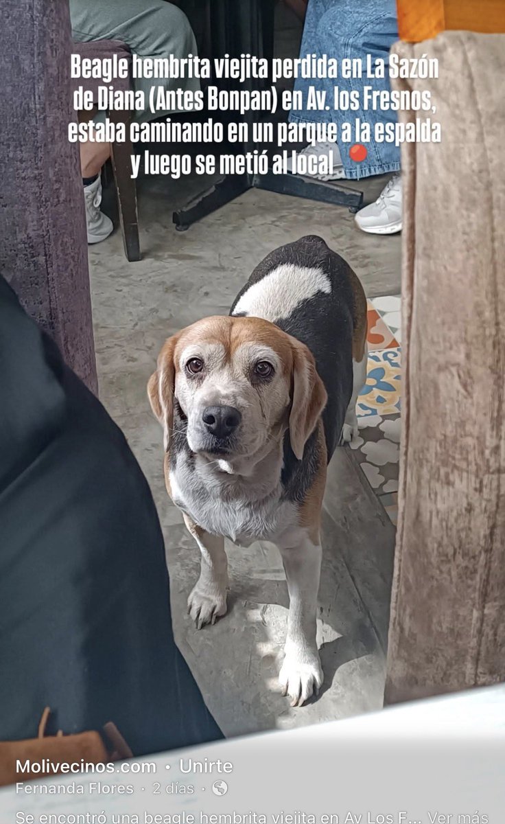 kabulkdm's tweet photo. Otra Nestlé perdida está en Av Los Fresnos 1349 en #LaMolina cuiden a sus perritas cuando envejecen se olvidan cómo volver no las dejen solas hay mucha gente perversa afuera @incondic_peru @RotafonoRPP @Paola310 por favor difundir https://t.co/sXUcs0tDYG