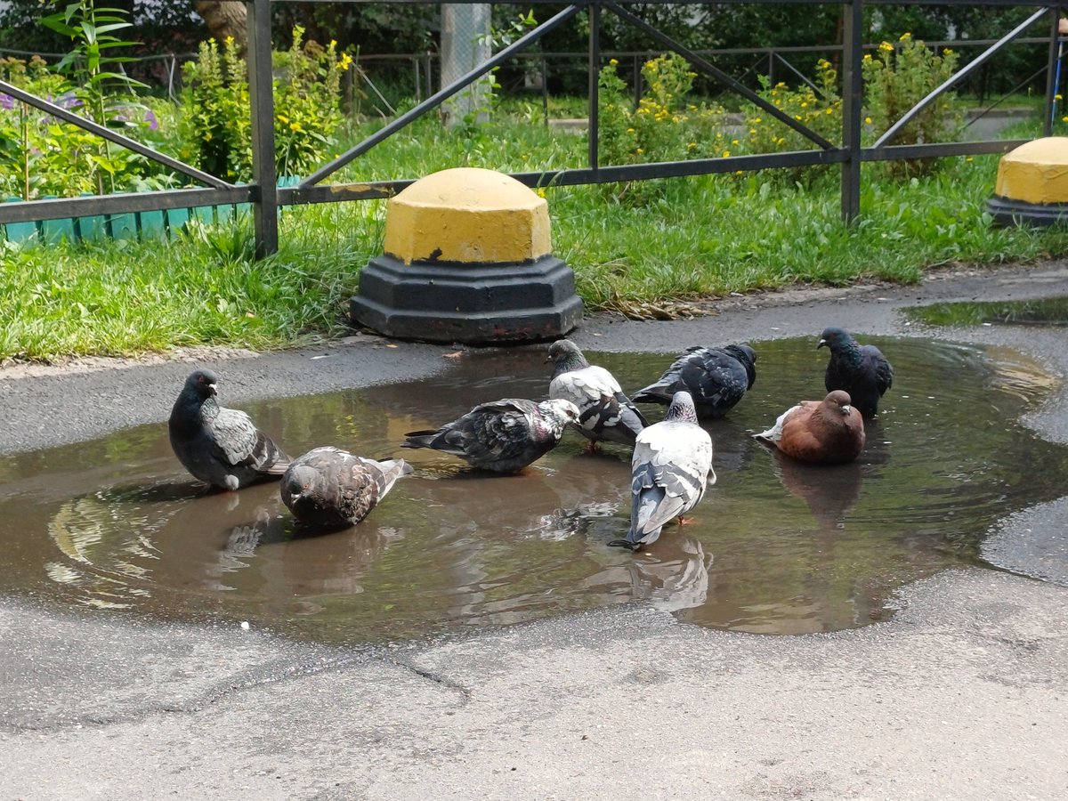 Garbage_Pigeon's tweet photo. https://t.co/8NZIRyi4BL