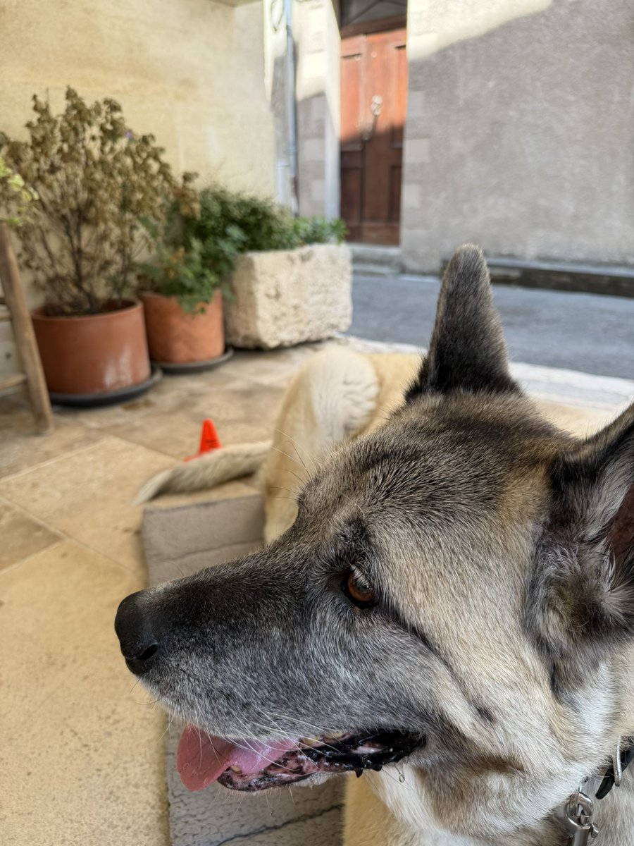 Motandkrid's tweet photo. Protect the Akita tail at all times. 🤣 We go out a lot &amp; Max is a big boy His tail tends to spread out It’s imperative to make sure no one steps on it Never thought 1st place trophy from AMG autocross race would come in handy 😂 Happy Saturday everybody. #akitainu #americanakita https://t.co/4SBkcsgCEH