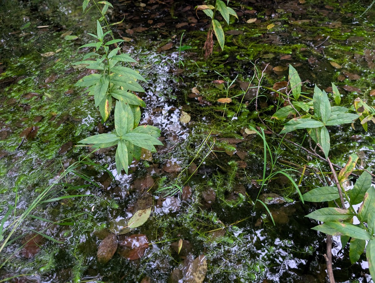 ME_355ml's tweet photo. 良い池
タヌキモがもじゃもじゃ…イヌタヌキモか？
未だかつてタヌキモの仲間の花を見たことがない、時期は間違っていないはずだけど… https://t.co/swoSgXVrAN