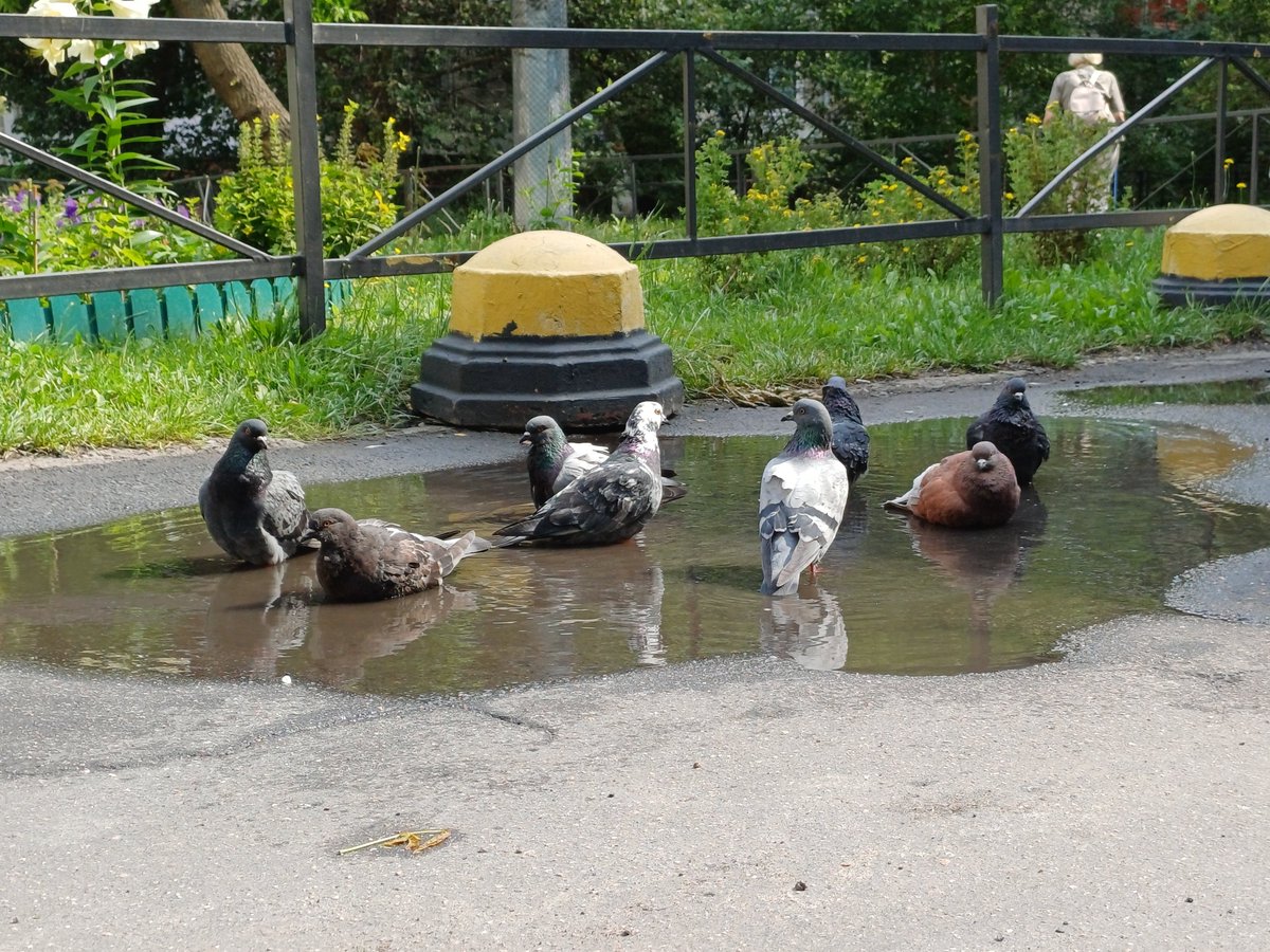 Garbage_Pigeon's tweet photo. https://t.co/8NZIRyi4BL