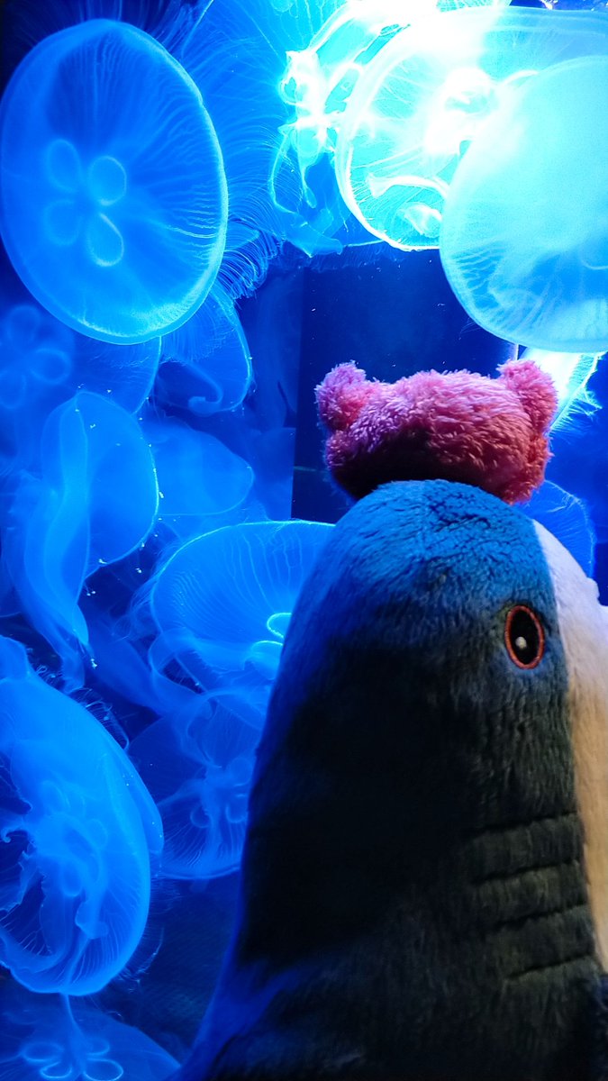 nemuke_shark_'s tweet photo. 今日は水族館に行って参りましたの
ド地元ですわ！ https://t.co/j6wdWgF40C