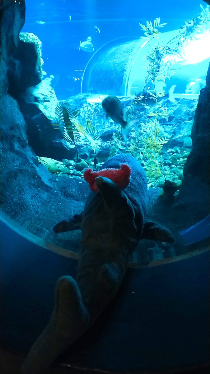 nemuke_shark_'s tweet photo. 今日は水族館に行って参りましたの
ド地元ですわ！ https://t.co/j6wdWgF40C