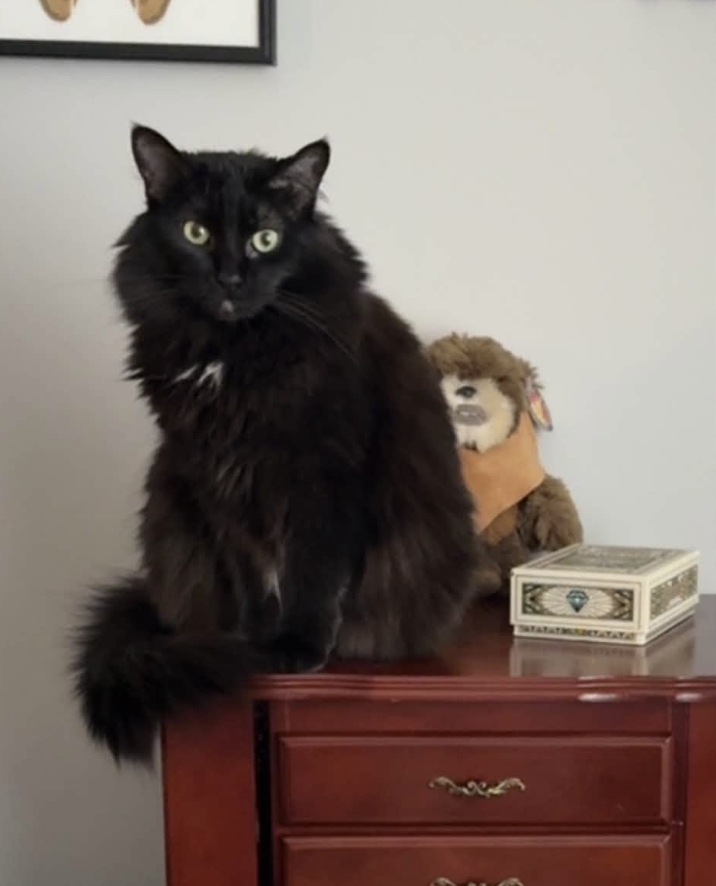 GuelphLostPets's tweet photo. BACK HOME! Luna, an indoor black long-hair female cat with a white patch on her chest, went missing July 27 on Surrey St E (near Wyndham St S &amp; Wellington St E) in #Guelph. Thank you to everyone who shared her post. https://t.co/P9szg3SFL8