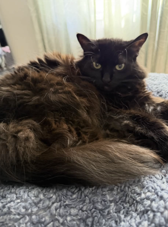 GuelphLostPets's tweet photo. BACK HOME! Luna, an indoor black long-hair female cat with a white patch on her chest, went missing July 27 on Surrey St E (near Wyndham St S &amp; Wellington St E) in #Guelph. Thank you to everyone who shared her post. https://t.co/P9szg3SFL8