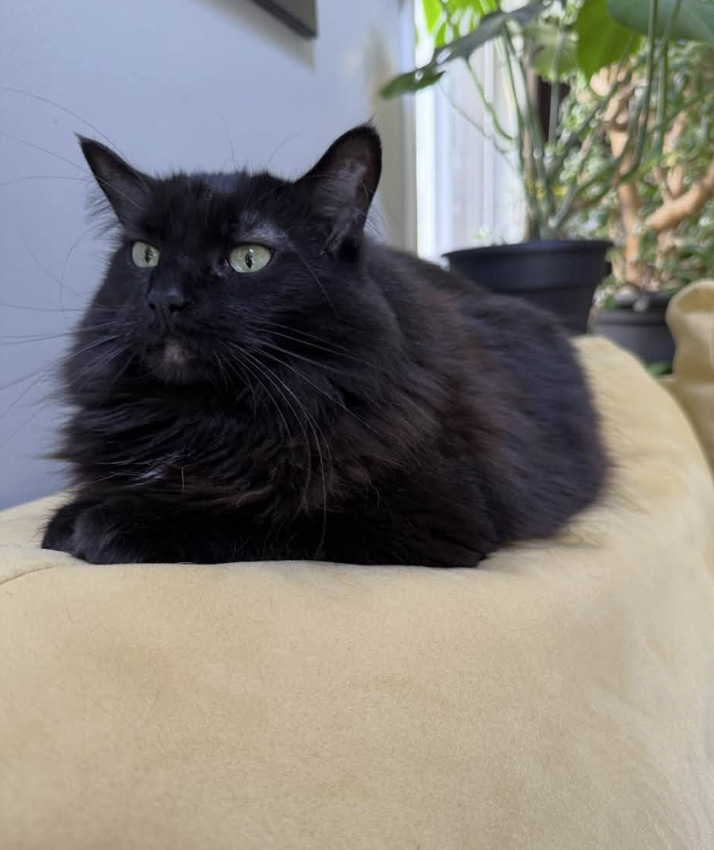 GuelphLostPets's tweet photo. BACK HOME! Luna, an indoor black long-hair female cat with a white patch on her chest, went missing July 27 on Surrey St E (near Wyndham St S &amp; Wellington St E) in #Guelph. Thank you to everyone who shared her post. https://t.co/P9szg3SFL8