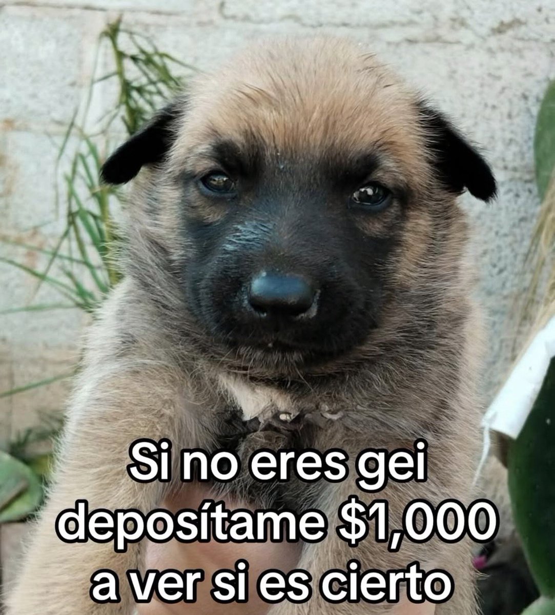 MundoDeBigotes's tweet photo. https://t.co/vU2HaaMfMY