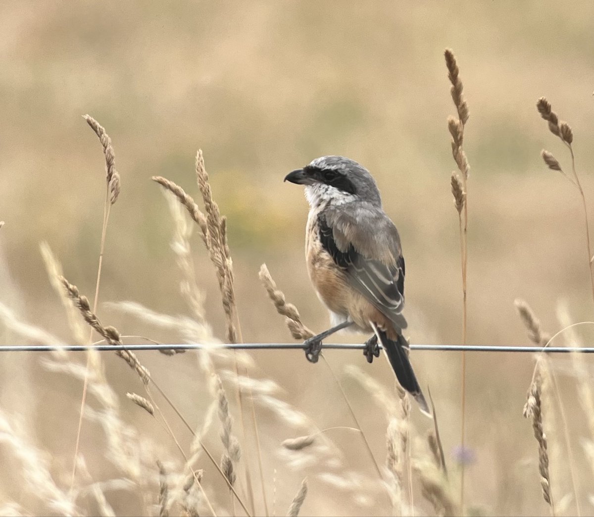 DanielCMartin1's tweet photo. Finally visited the Long Tailed Shrike today. When given room it settled into a hunting routine and wasn’t bothered by its few admirers. It took a Vole and several Grasshoppers whilst we were there. Pics on iPhone through Swaro scope #Shrikes @BirdGuides @LeeEvansBirding https://t.co/iwq7JDVyWb