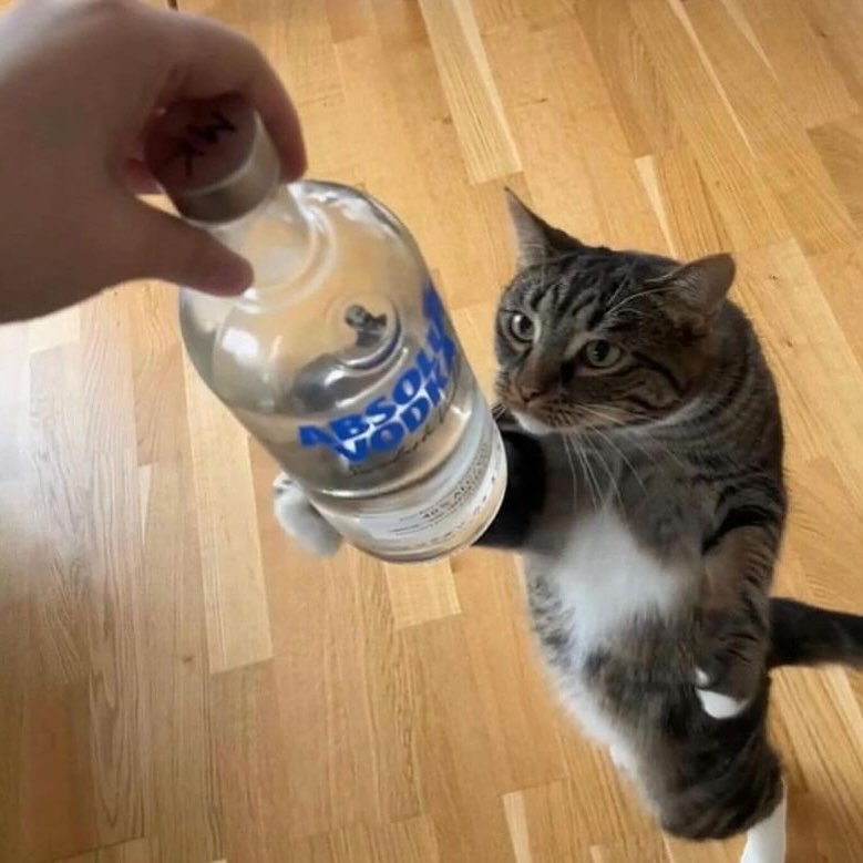 PunchingCat's tweet photo. https://t.co/TF4y6SCMW6