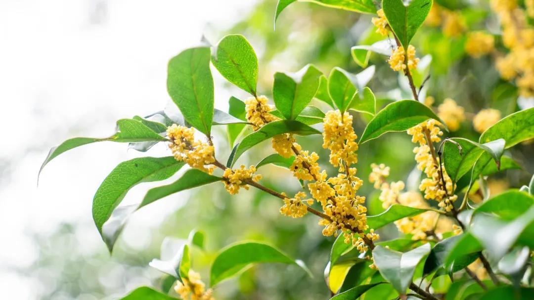 MistyGarcoza's tweet photo. A gentle autumn breeze carries the sweet scent of osmanthus—perfect for a lazy afternoon walk with a warm coffee in hand. ， https://t.co/SJwUTbTXrW