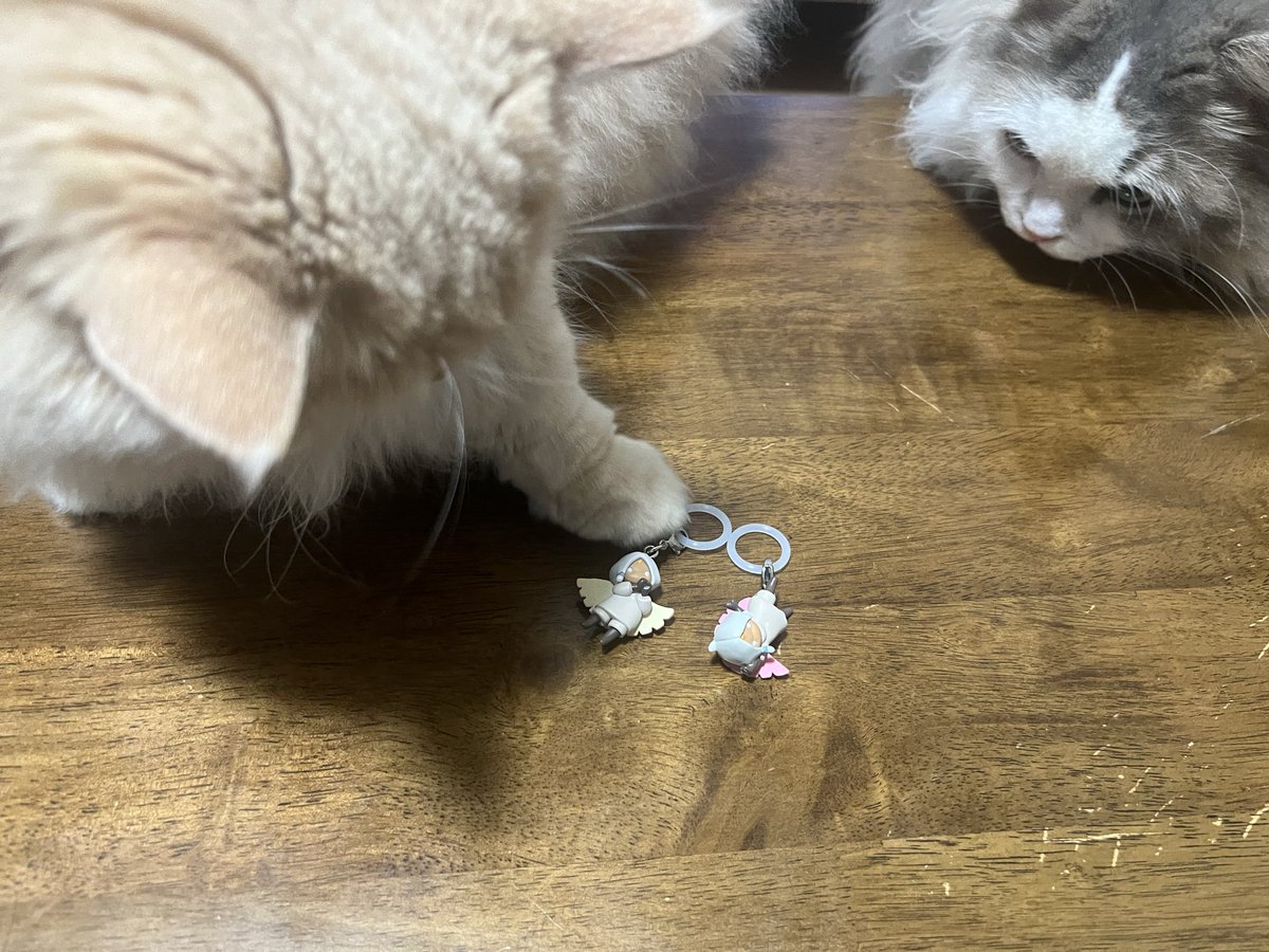 sky_flying_free's tweet photo. お旦那を召喚しておててハートと逆立ちゲット！！
ねこぉ(´ω｀) https://t.co/g7rHiNkGcW
