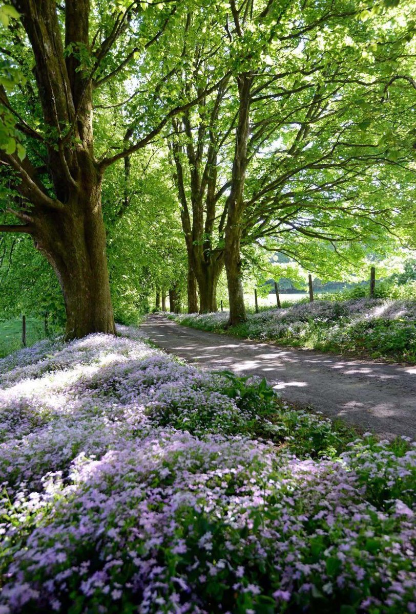 TheBBDirectory's tweet photo. Explore the Great Outdoors from Craigadam, Castle Douglas, Dumfries & Galloway.
A visit to Galloway Forest Park is a must for nature lovers. Keep an eye out for red deer, wild goats and red squirrels.
https://t.co/52LI9rInBM
#Craigadam #CastleDouglas #DumfriesAndGalloway https://t.co/iqTkw4RJcF