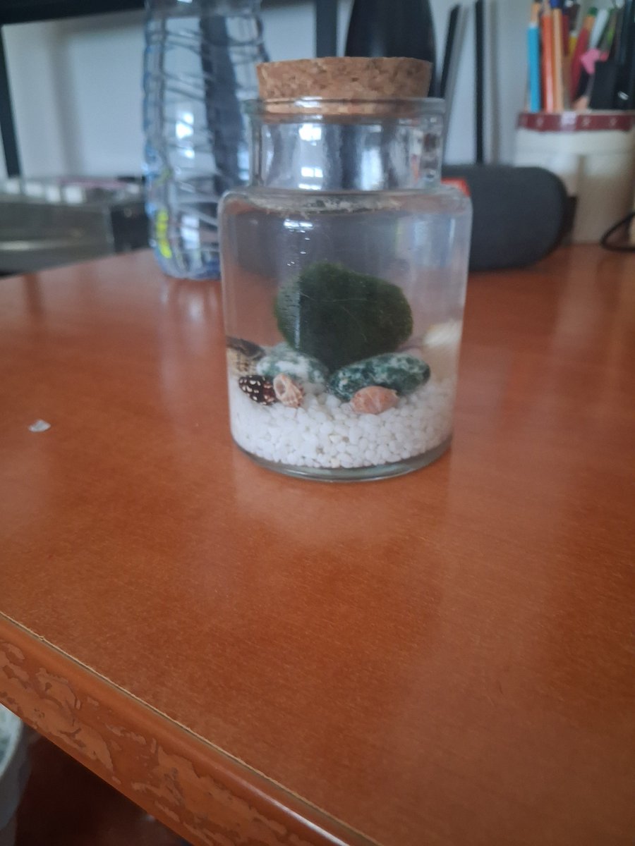 alexpppvvv's tweet photo. m han regalao un Marimo😭 https://t.co/MrFGKhIMSs